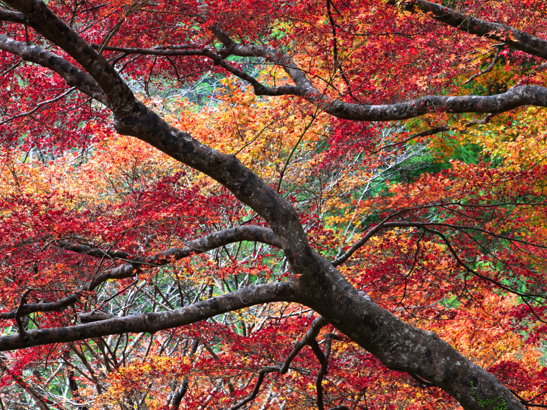 紅葉
